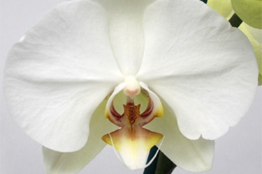 Orchid Variety Thumbnail White Yellow Throat.jpg